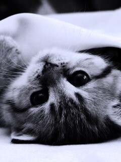 Котёнок вверх ногами обои