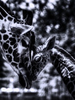 Жирафа и жирафёнок обои