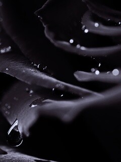 Капли на лепестках розы обои