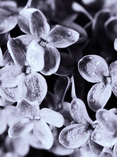 Цветы сирени обои