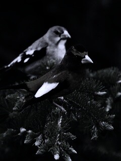 Птички с зелёными клювами обои