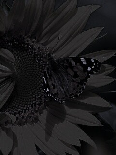 Бабочка на подсолнухе обои