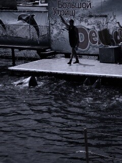 Утро в дельфинарии обои