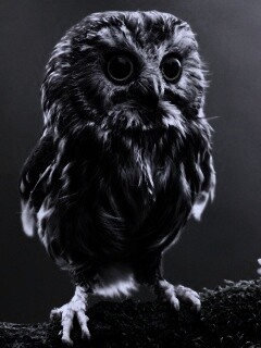 Забавный совёнок обои