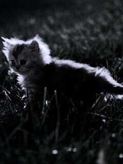 Котёнок в траве обои