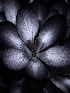 Сиреневый цветок обои