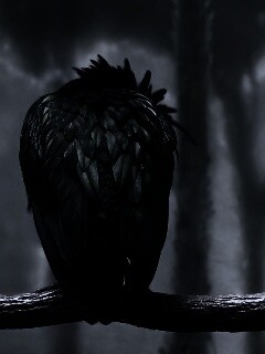 Птица спит на ветке обои