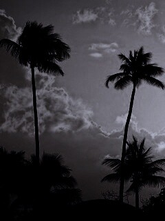 Пальмы на закате обои