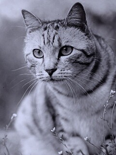 Кот в теплых тонах обои