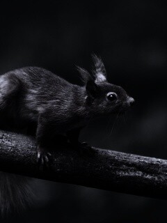 Белочка на ветке обои