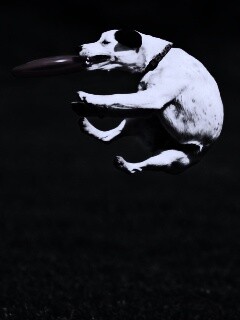 Ловкач обои