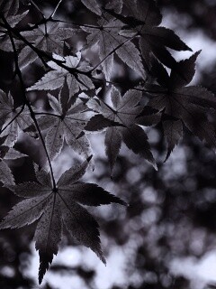 Осенние листья обои