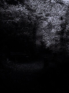 Скамейке в чаще парка обои