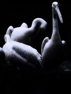 Разноцветные птицы обои