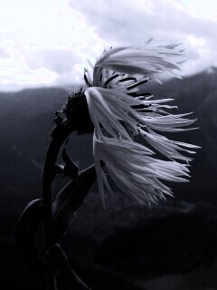 Горный цветок обои