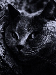 Щекастый британский котик обои