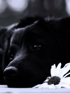 Собака с ромашкой обои