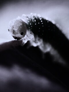 Гусеница бабочки на лепестке обои