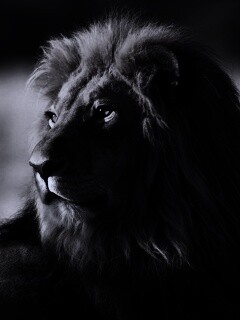 Царь зверей обои