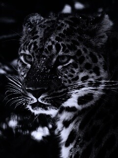 Леопард у заснеженной ели обои