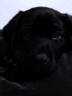 Сонный щенок немецкого поинтера обои