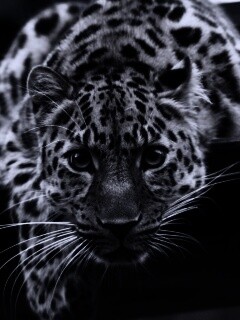 Леопард в зоопарке обои