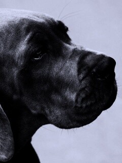 Грустная собака обои