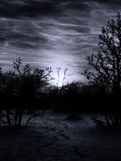 Закат в зимнем лесу обои