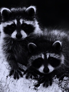 Полосатики обои