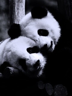 Панды обои