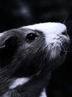 Морская свинка - романтик обои