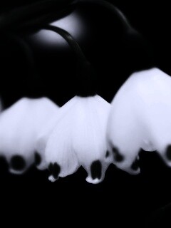 Белые ландыши обои