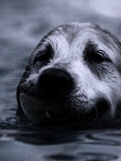 Пёс с игрушкой в зубах обои