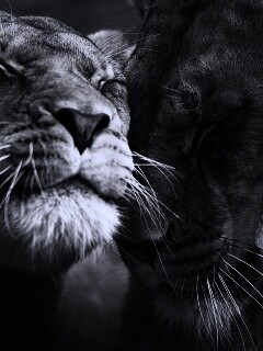 Нежные львы обои