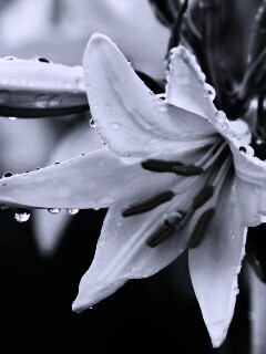 Белая лилия обои