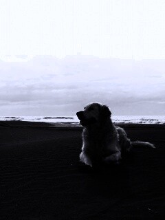 Красивая собака на оранжевом песке обои