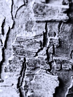 Белая кора обои