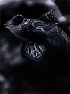 Разноцветная рыбка обои