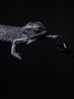 Ящерка тянется к ветке обои