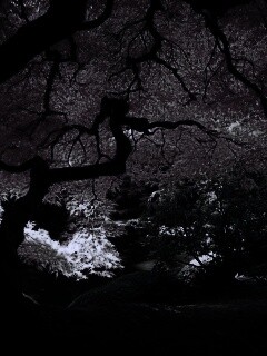 Под оранжевой кроной обои