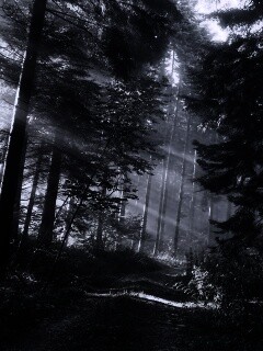 Тропа в лесу обои