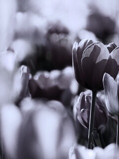 Красивые тюльпаны обои