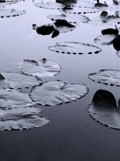 Плавающие листья обои