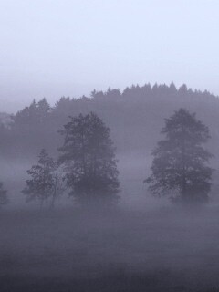 Розовый лес обои