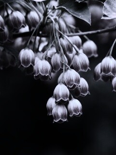 Красные колокольчики обои