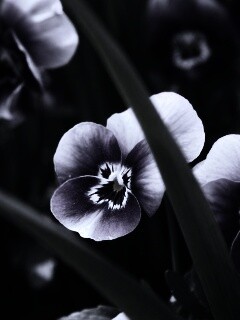 Анютины глазки обои