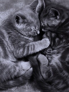 Рыжие котята в обнимку обои