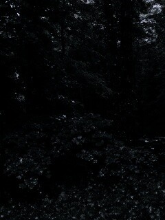 Заросли обои