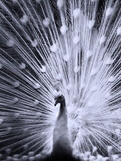 Белый павлин обои