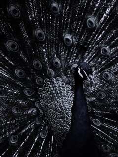 Красивый павлин обои